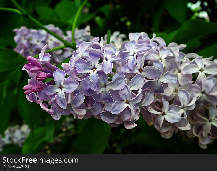 Flower, Flora, Plant, Lilac