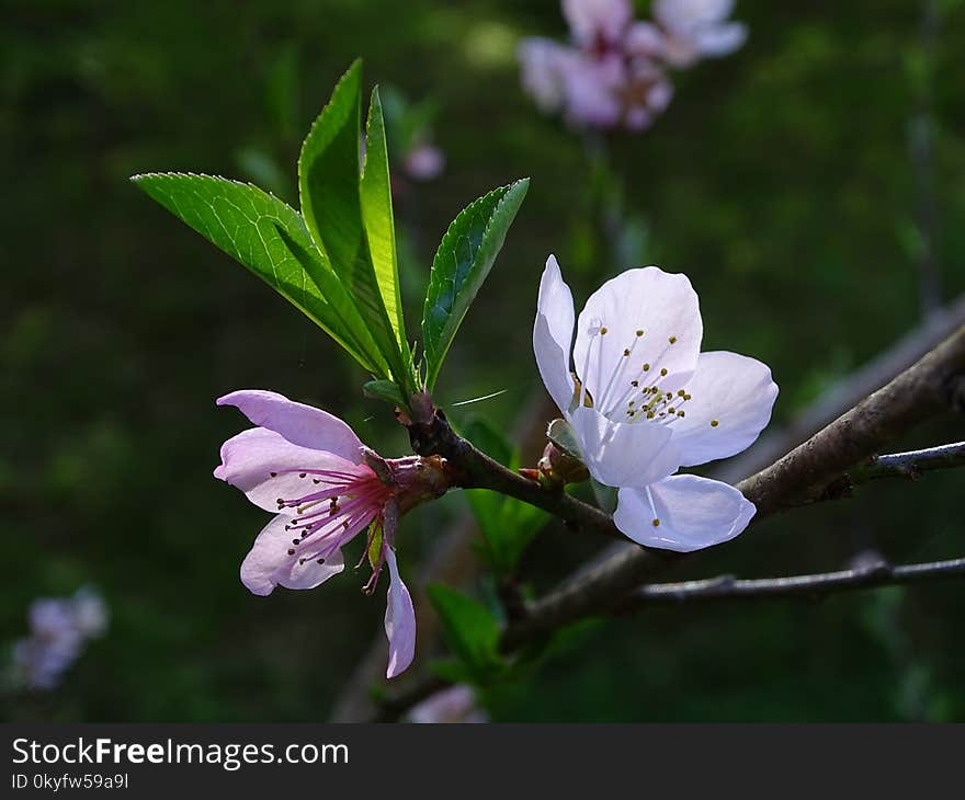 Flora, Blossom, Plant, Spring