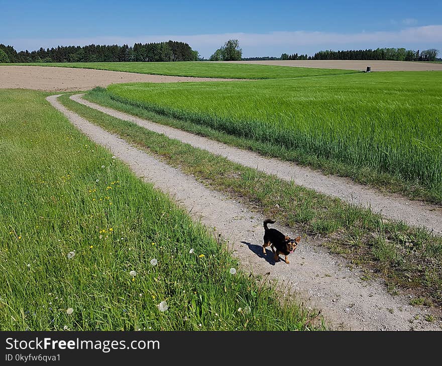 Field, Agriculture, Crop, Grass