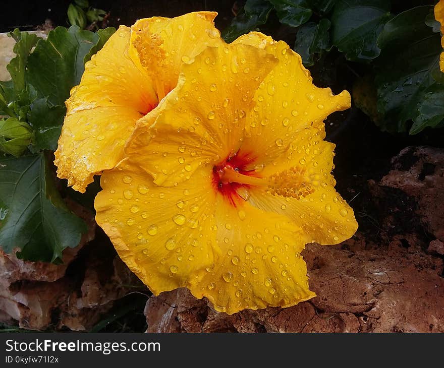 Flower, Yellow, Plant, Hibiscus