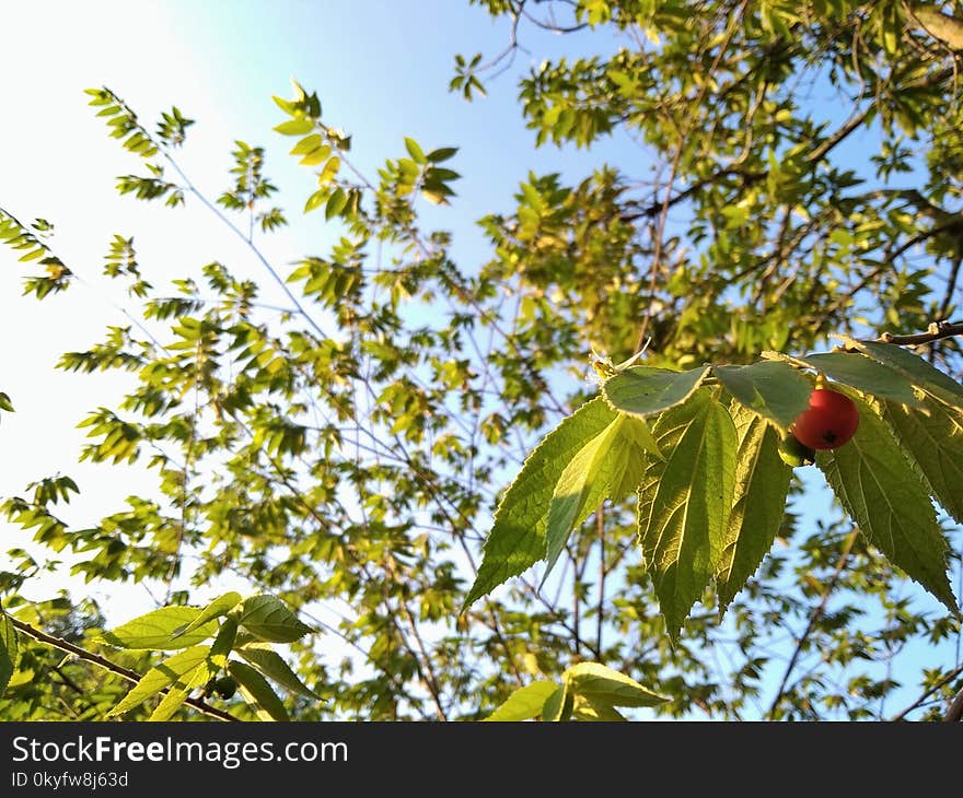 Tree, Leaf, Branch, Plant