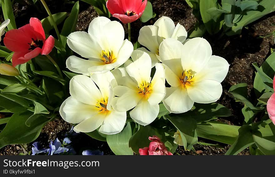 Flower, Plant, Flowering Plant, Flora