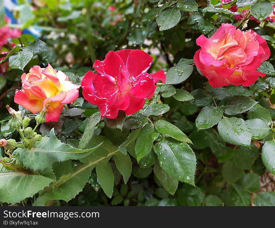 Flower, Plant, Rose, Rose Family