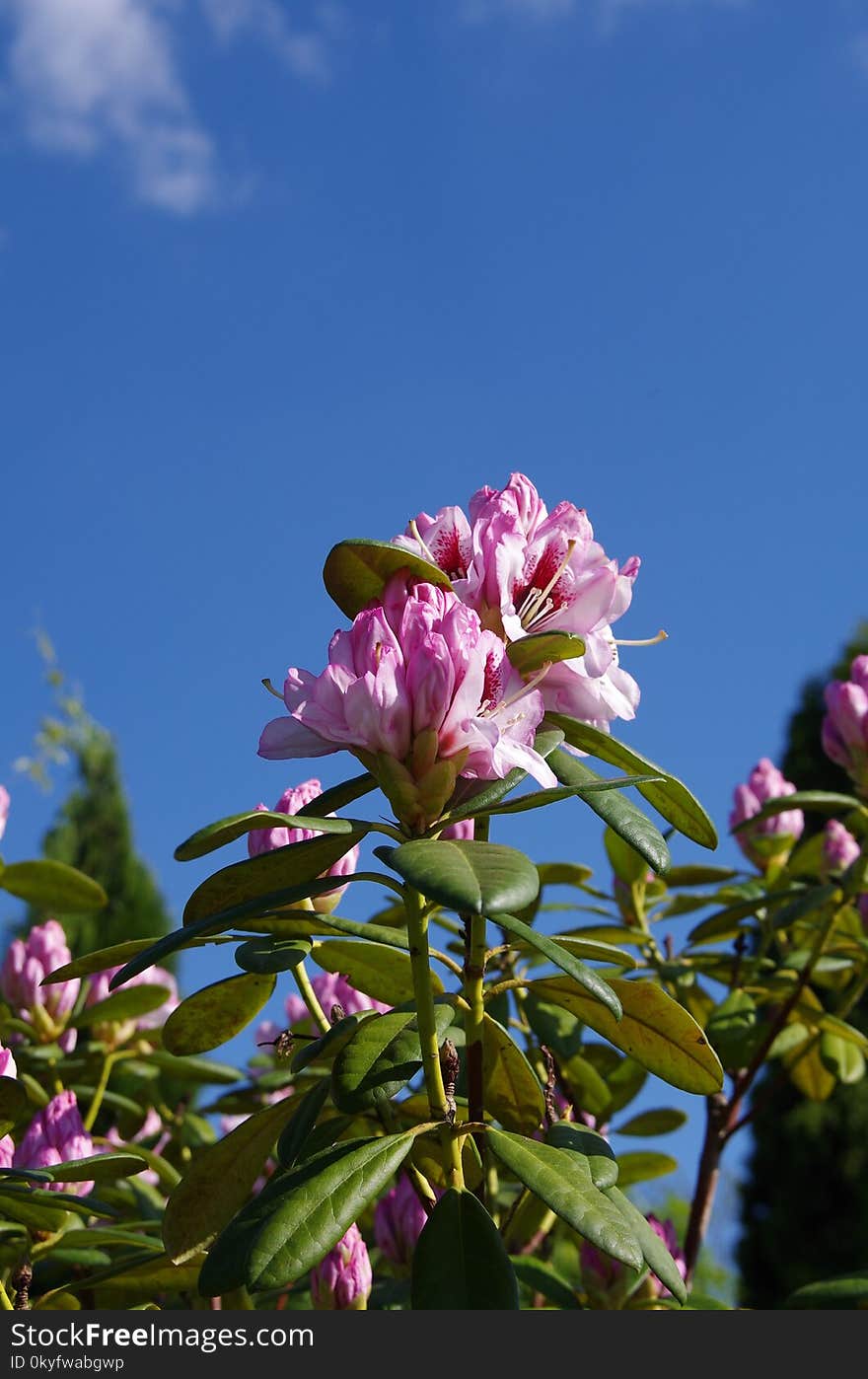 Flower, Sky, Plant, Purple