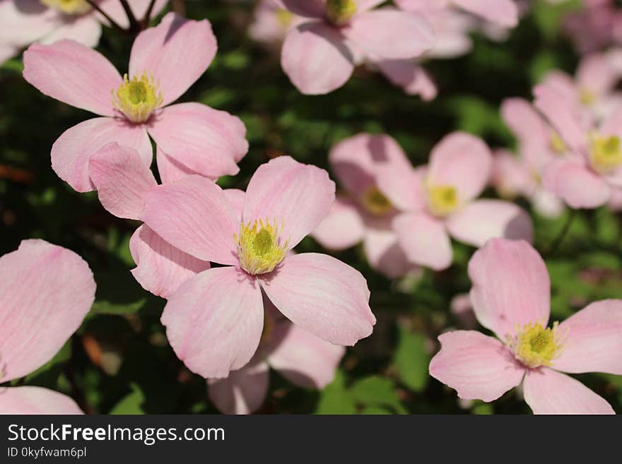 Flower, Plant, Wood Sorrel Family, Petal