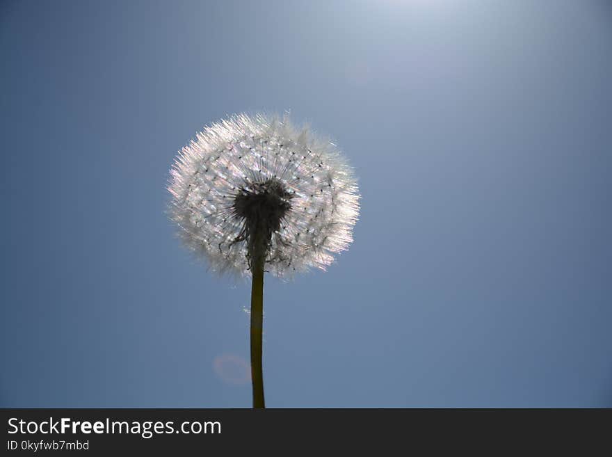 Sky, Flower, Dandelion, Daytime