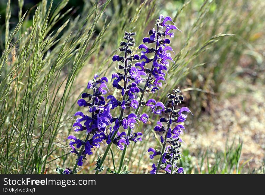 Plant, Flora, Flower, Flowering Plant