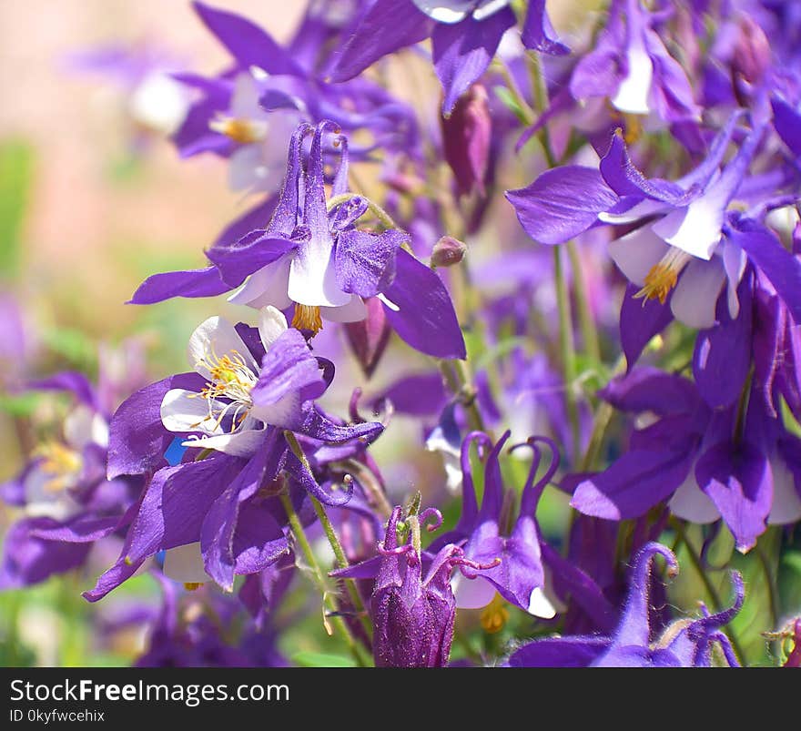 Flower, Flora, Plant, Purple