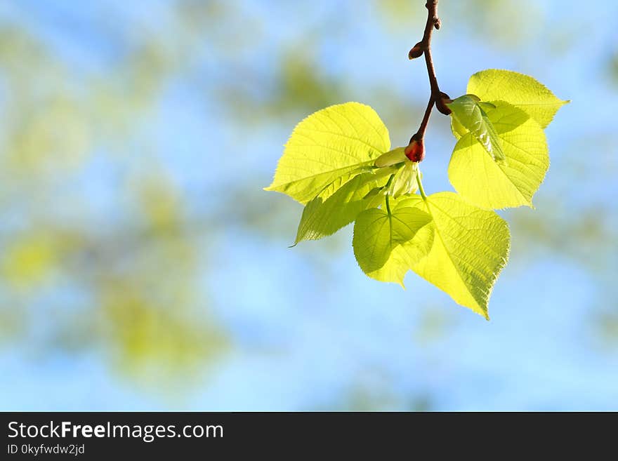 Leaf, Yellow, Branch, Spring