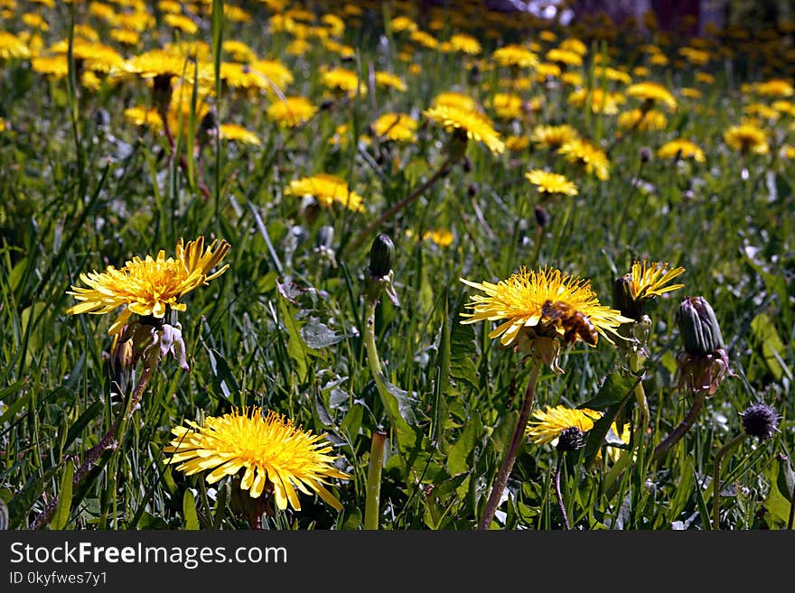 Flower, Yellow, Plant, Flora