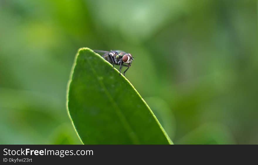 Insect, Macro Photography, Close Up, Leaf