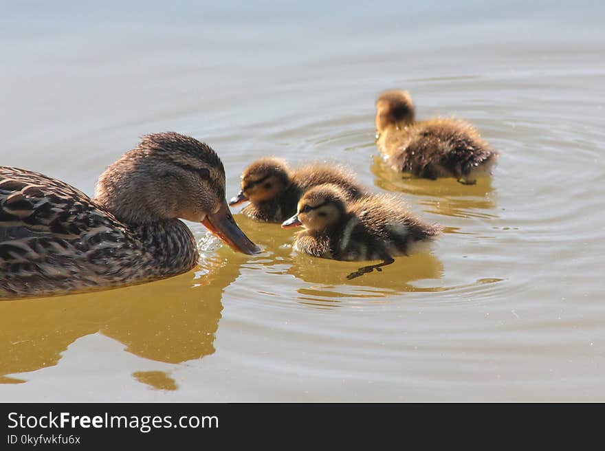 Duck, Bird, Fauna, Ducks Geese And Swans