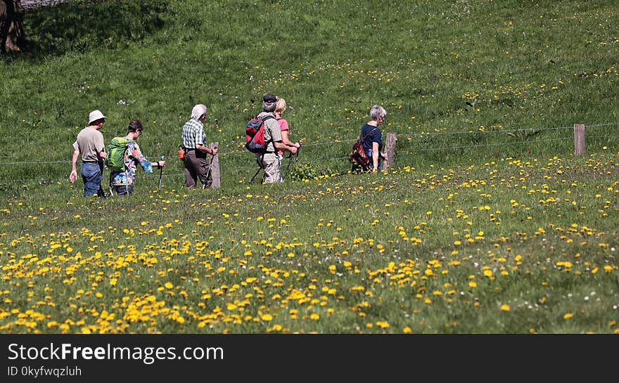 Grassland, Flower, Plant, Wildflower