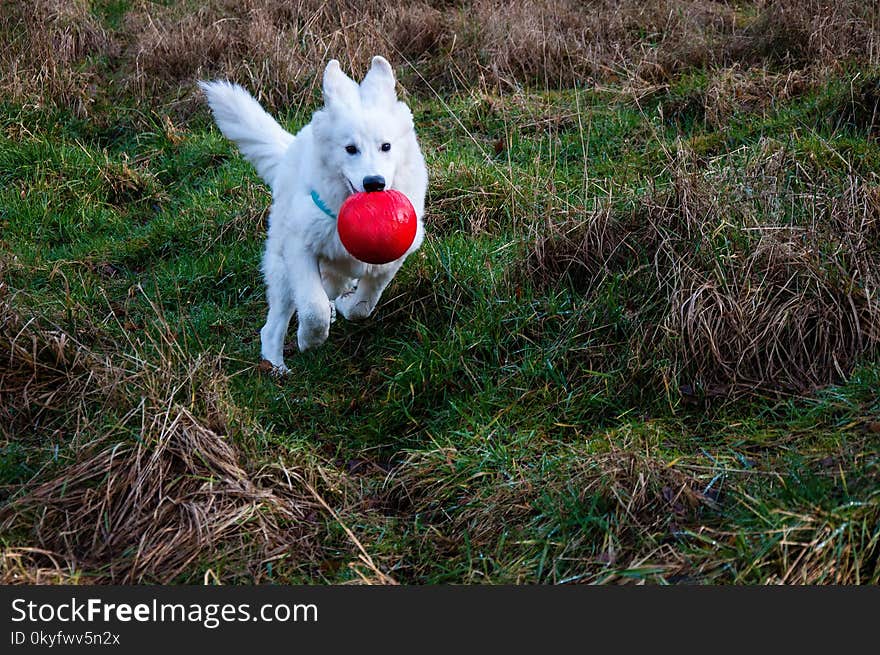 Dog Like Mammal, Dog, Dog Breed Group, Dog Breed