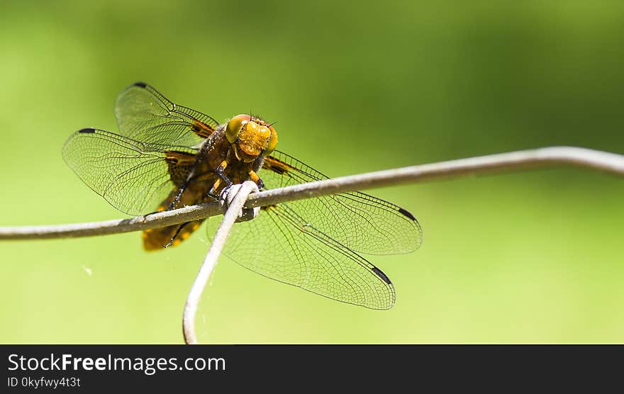 Insect, Dragonfly, Dragonflies And Damseflies, Invertebrate