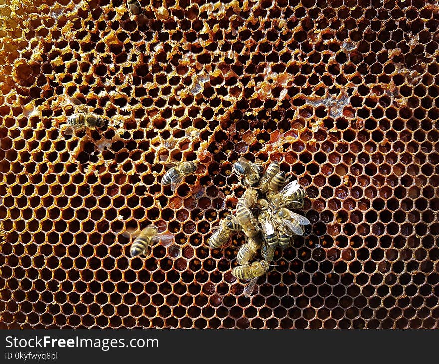 Bee, Honeycomb, Honey Bee, Membrane Winged Insect