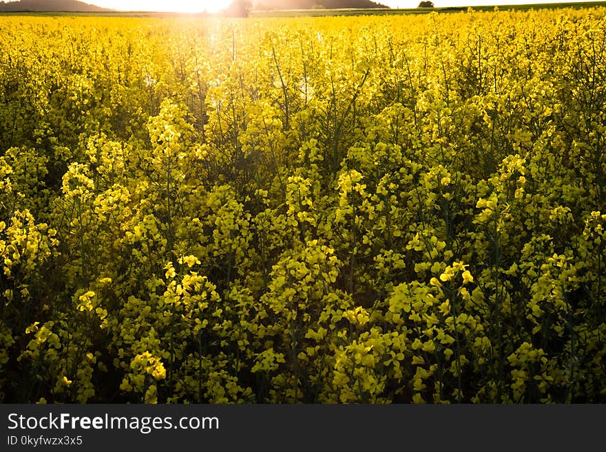 Rapeseed, Yellow, Canola, Mustard Plant