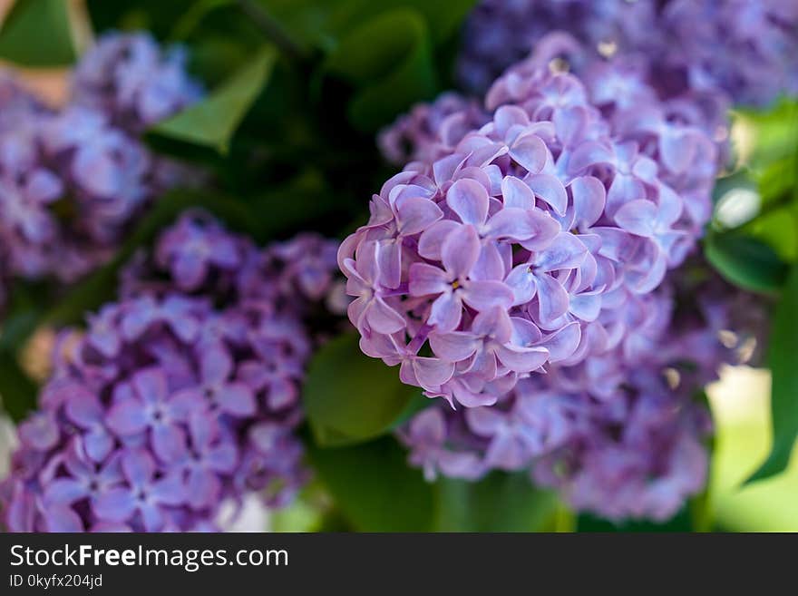 Flower, Lilac, Purple, Hydrangea