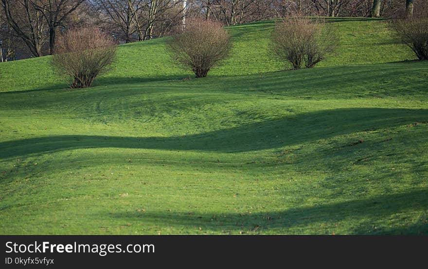 Grassland, Grass, Field, Pasture