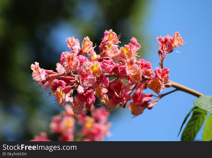 Flora, Flower, Plant, Blossom