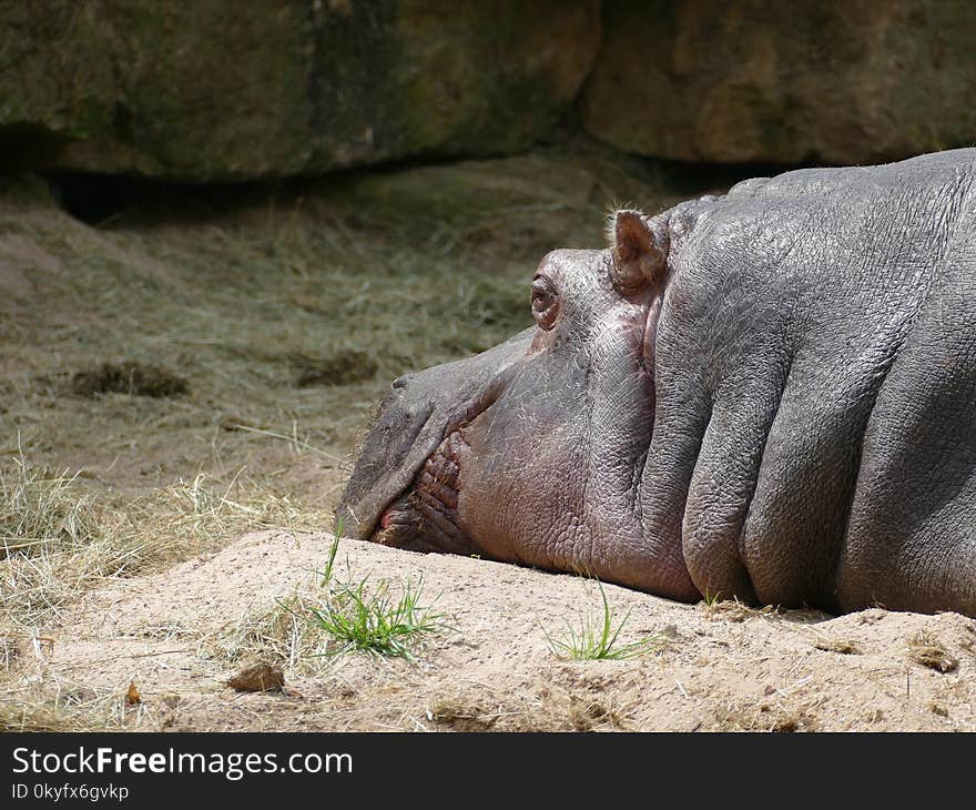 Hippopotamus, Terrestrial Animal, Fauna, Mammal