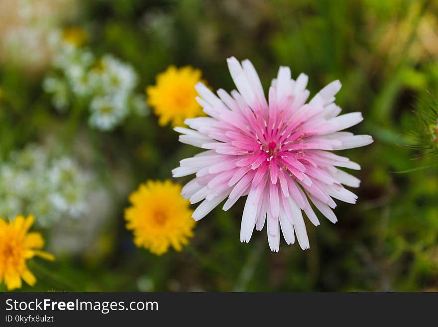 Flower, Flora, Wildflower, Petal