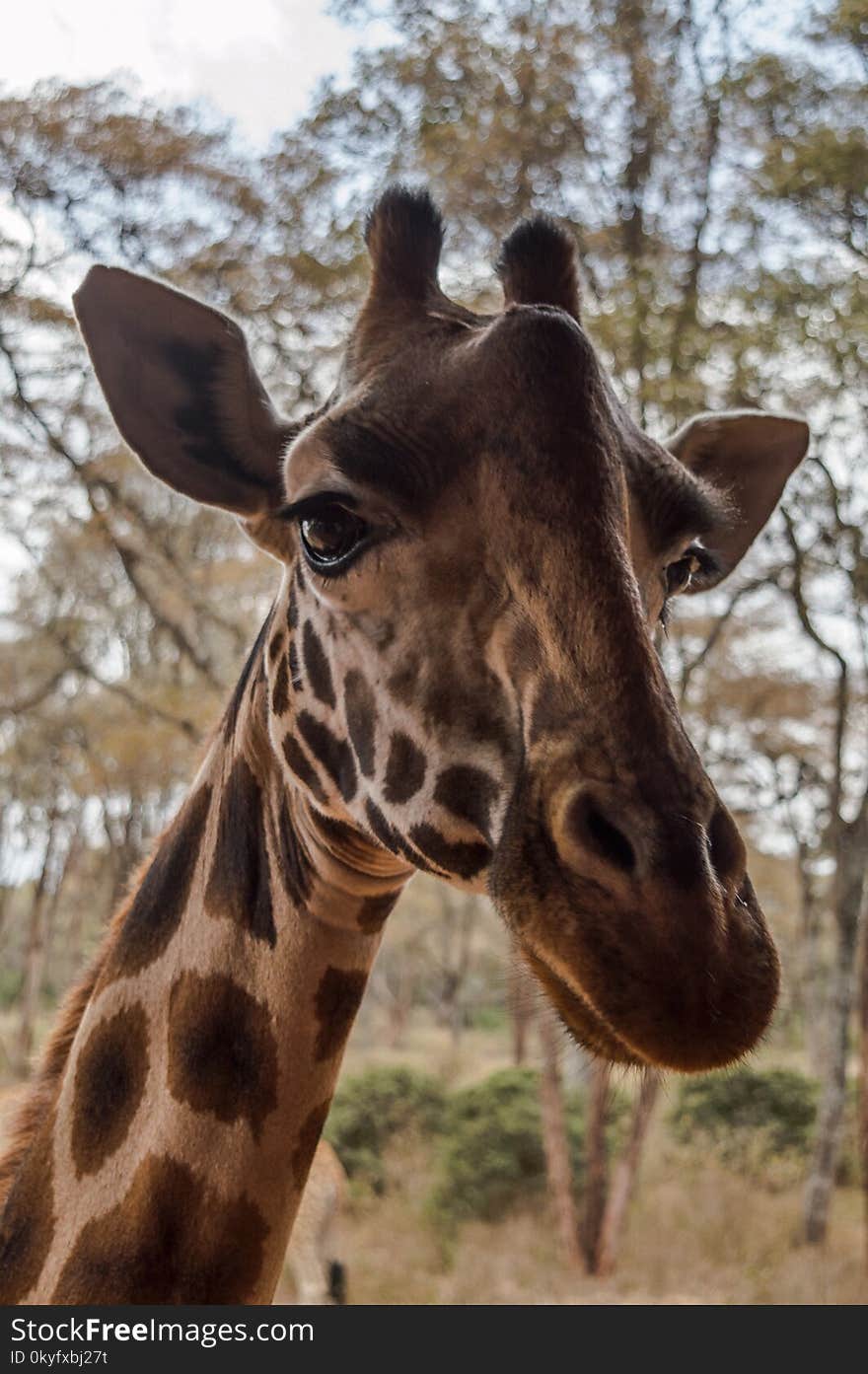 Giraffe, Terrestrial Animal, Giraffidae, Wildlife