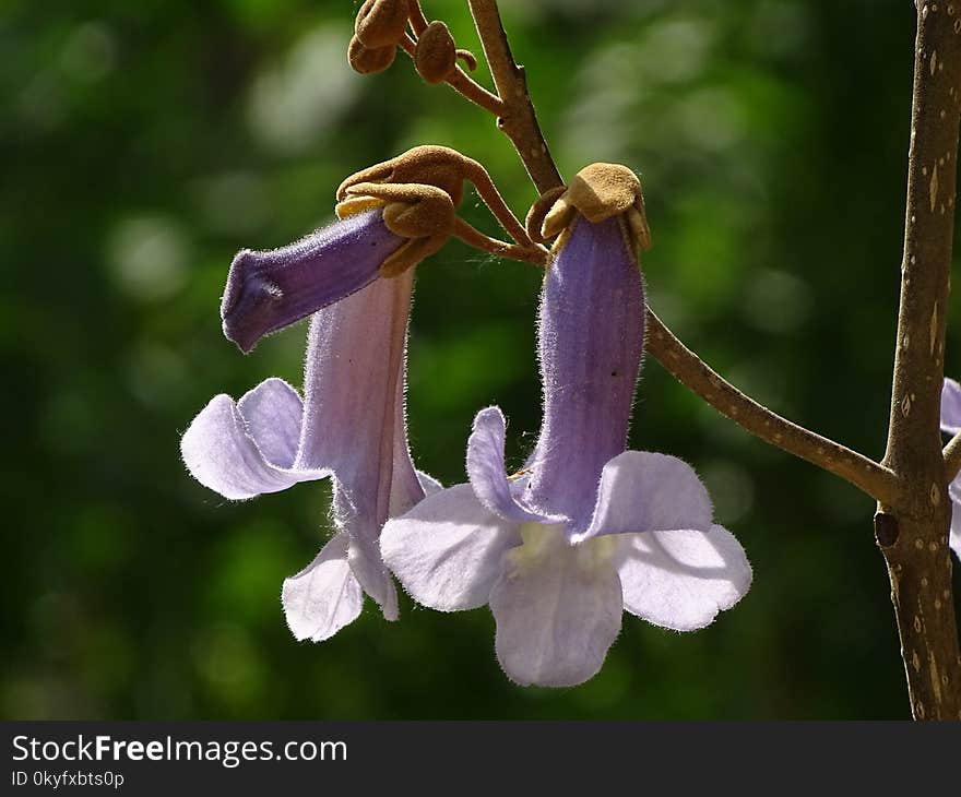 Flora, Plant, Flower, Bellflower Family