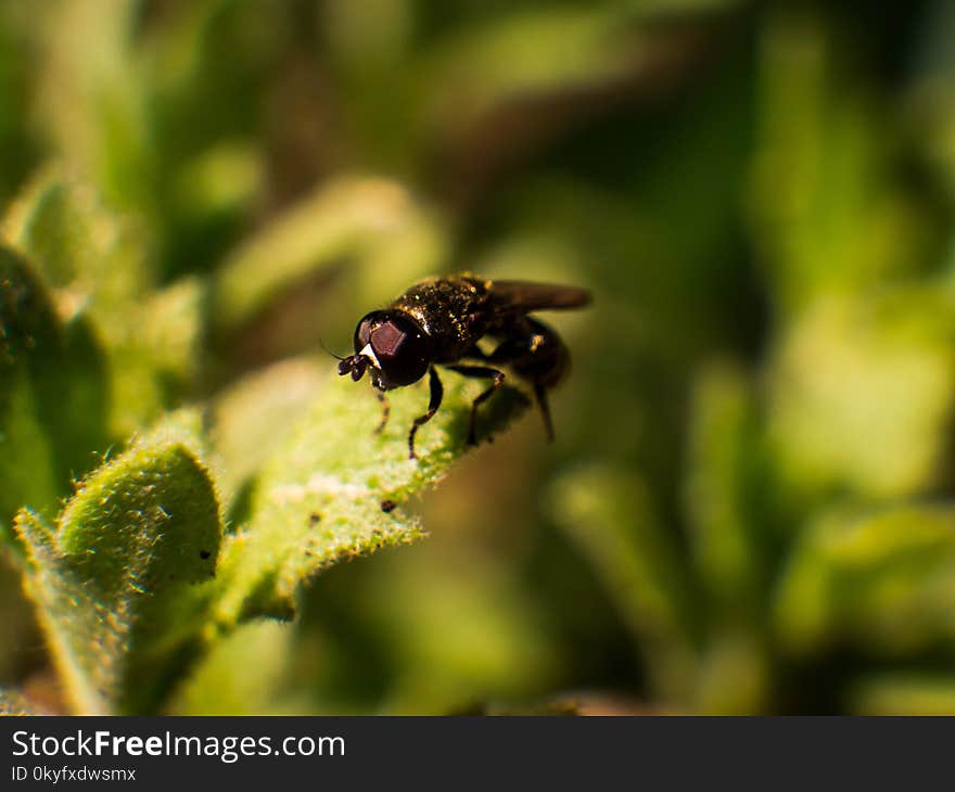 Insect, Fauna, Macro Photography, Close Up