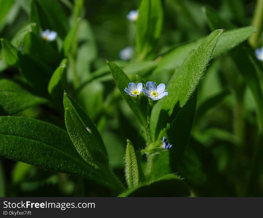 Plant, Flora, Forget Me Not, Flower