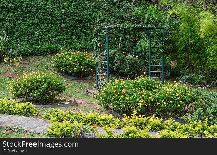 Garden, Vegetation, Botanical Garden, Plant