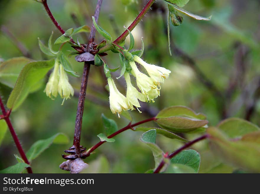 Flora, Plant, Flower, Leaf