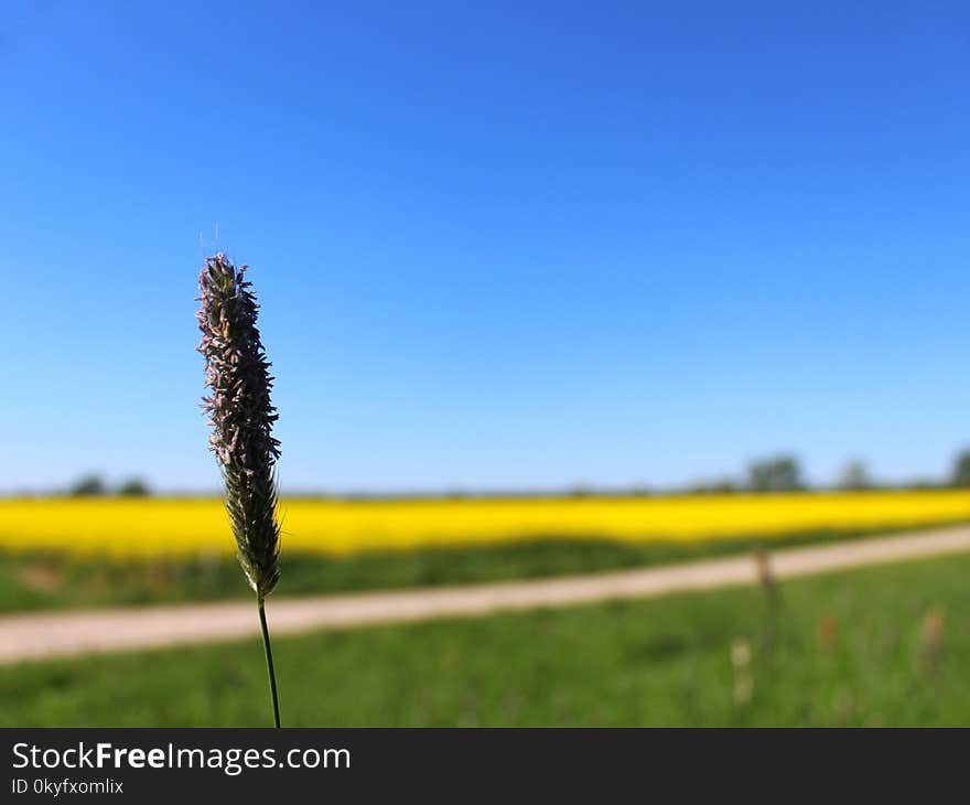 Sky, Grassland, Field, Meadow