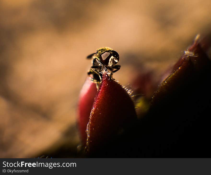 Macro Photography, Close Up, Flora, Insect