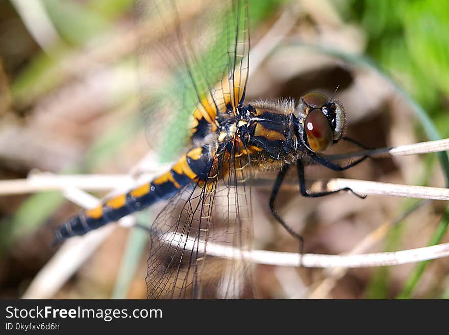 Insect, Dragonfly, Dragonflies And Damseflies, Invertebrate