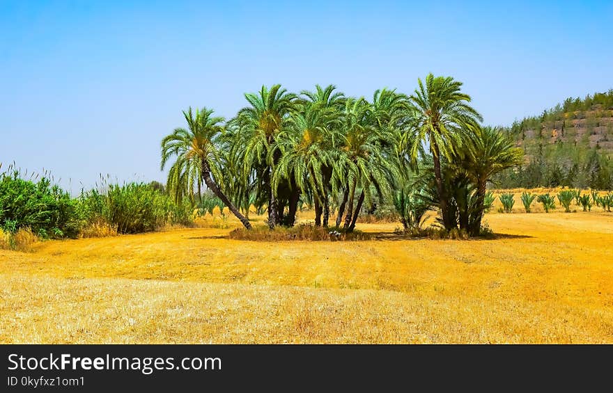 Vegetation, Ecosystem, Field, Grassland