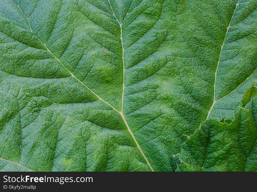 Leaf, Plant, Spring Greens, Grass