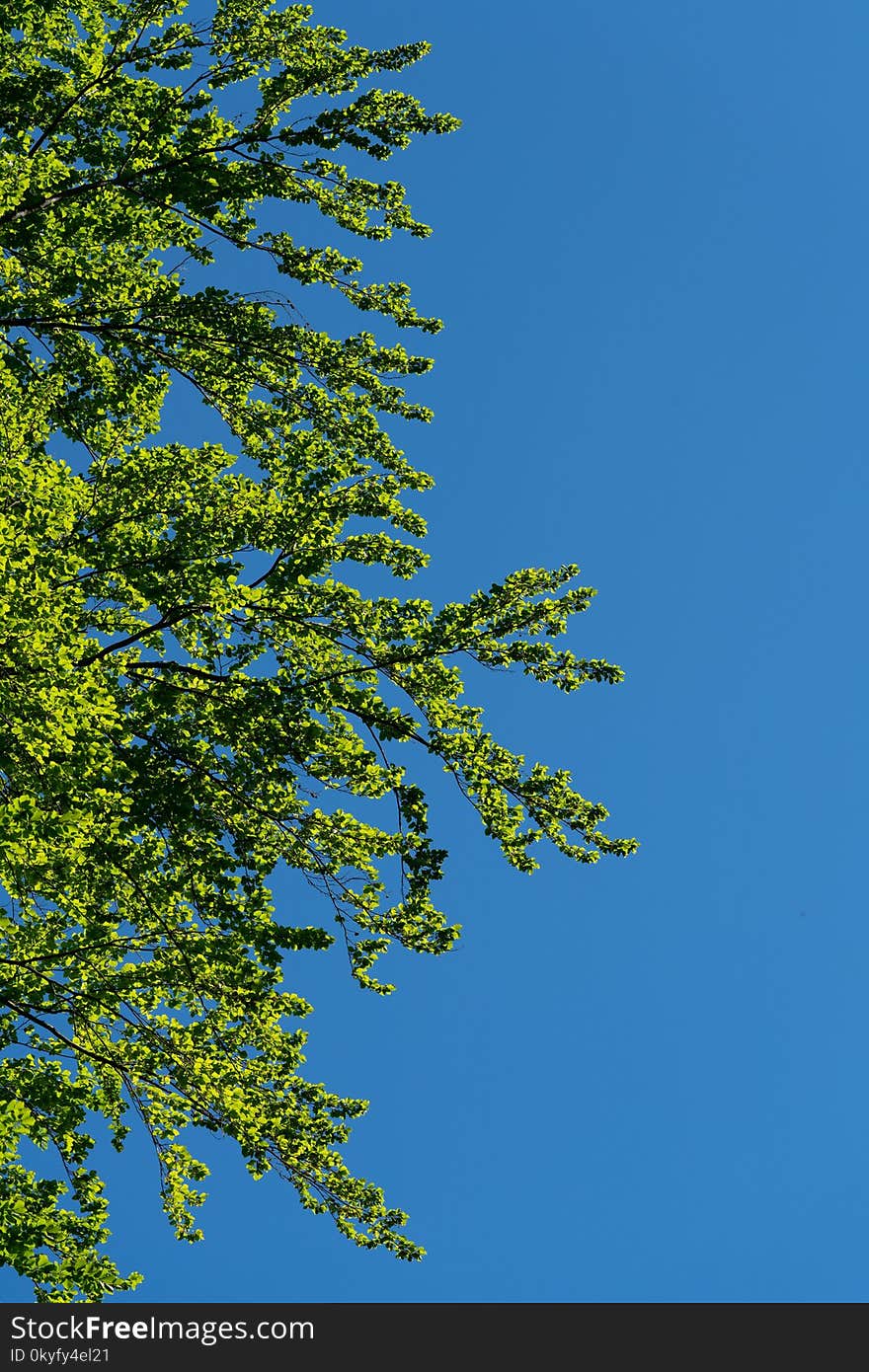 Sky, Tree, Leaf, Woody Plant