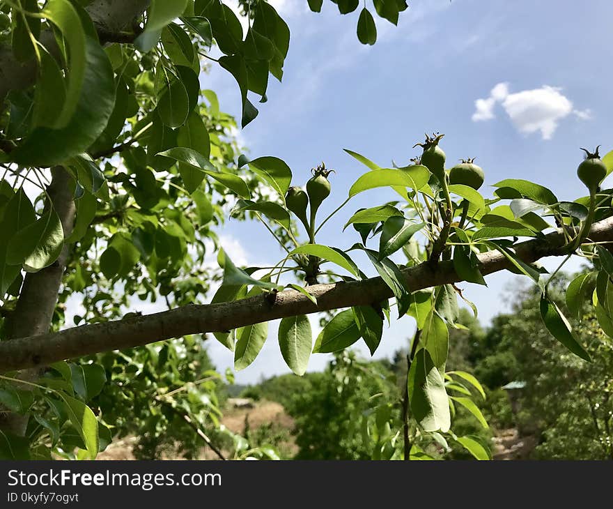 Tree, Plant, Vegetation, Leaf