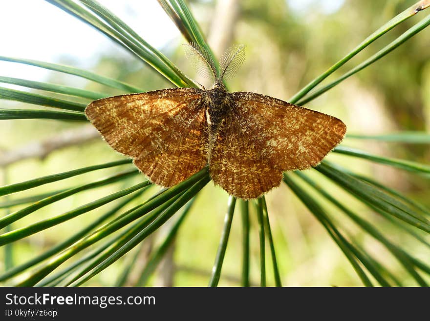 Moths And Butterflies, Insect, Butterfly, Moth