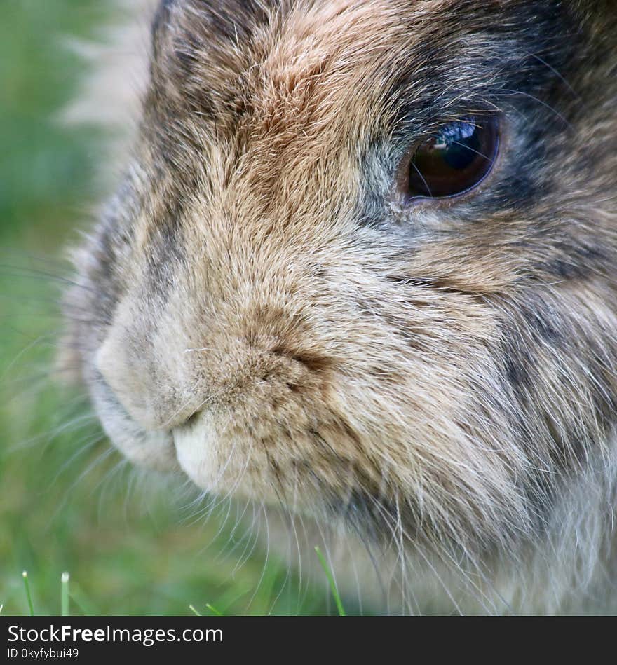 Whiskers, Fauna, Mammal, Rabbit