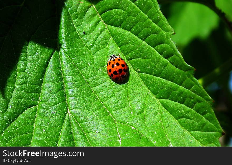 Insect, Leaf, Macro Photography, Organism