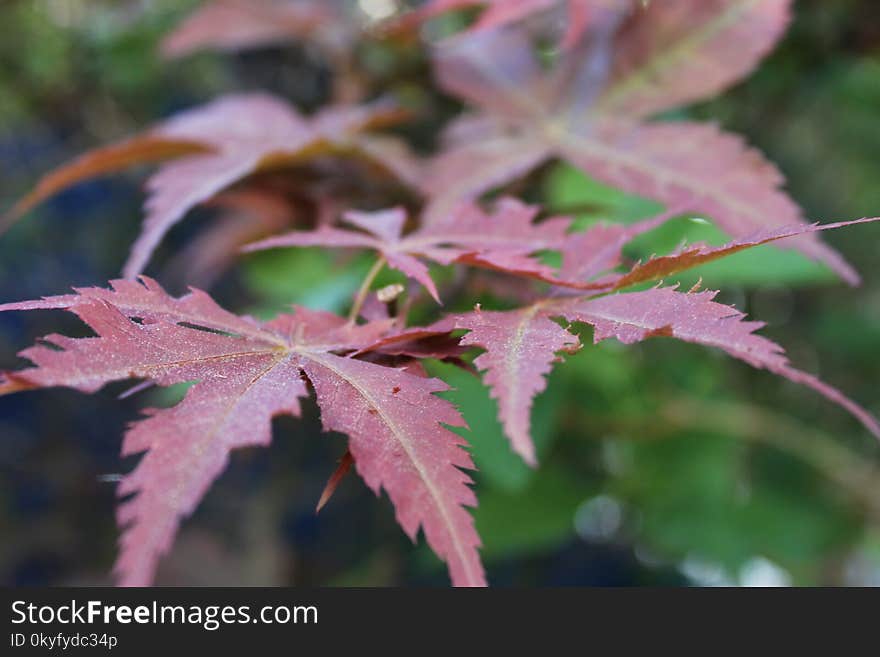 Leaf, Plant, Tree, Maple Tree