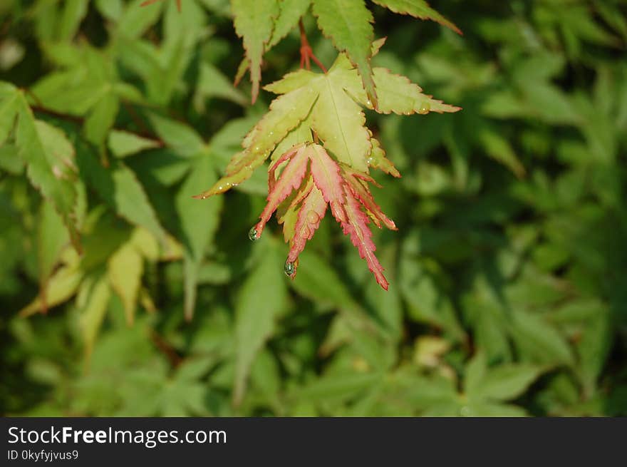 Leaf, Plant, Flora, Maple Tree