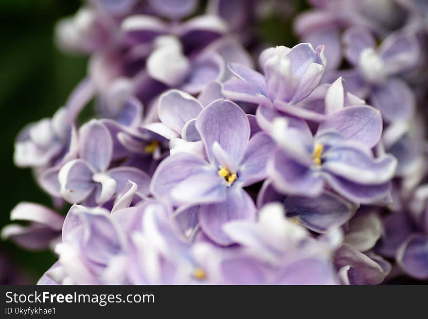 Flower, Violet, Flora, Purple