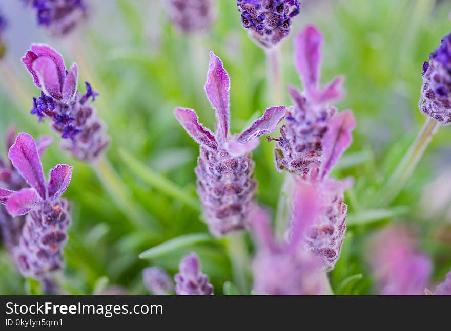 Lavender, French Lavender, English Lavender, Purple