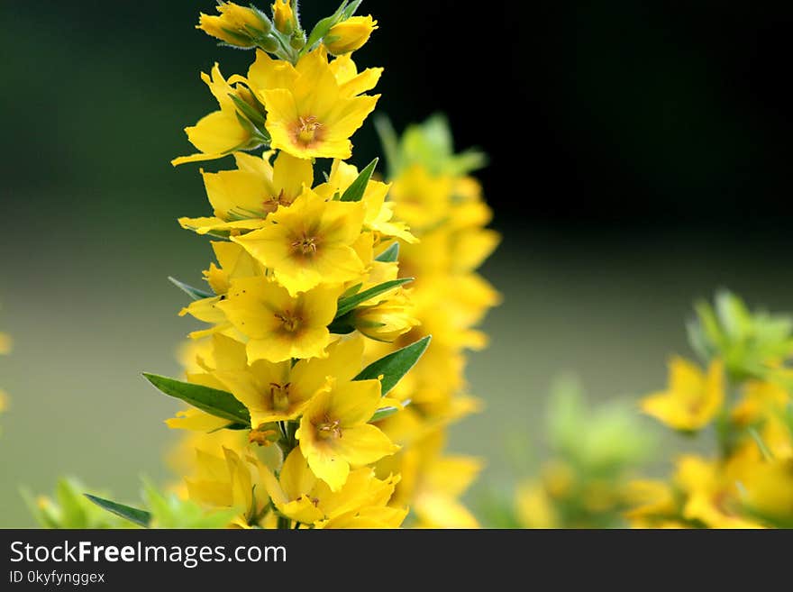 Flower, Yellow, Flora, Plant