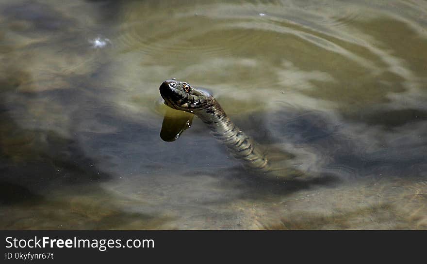 Reptile, Fauna, Turtle, Water