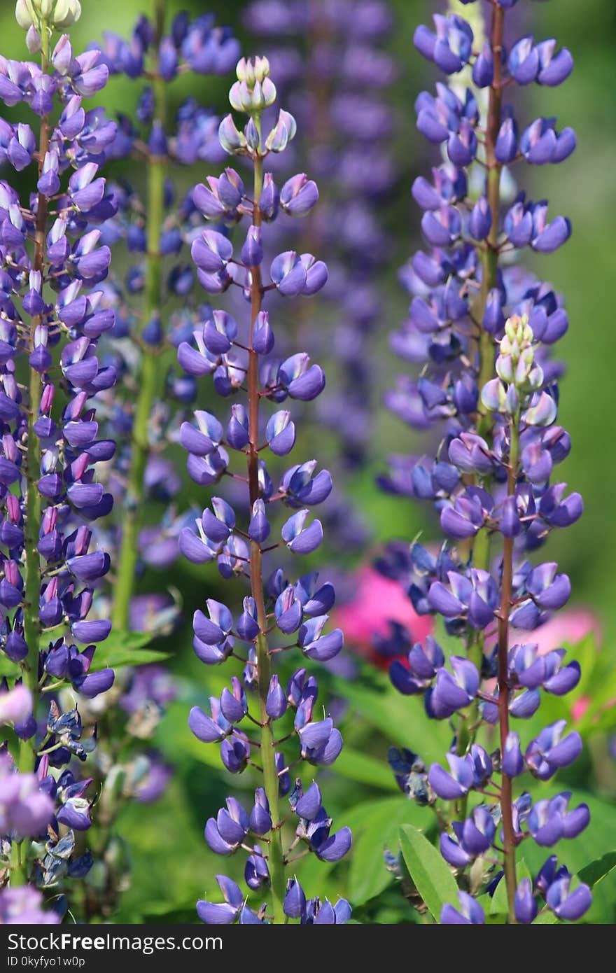 Plant, Lupin, Lupinus Mutabilis, Common Sage