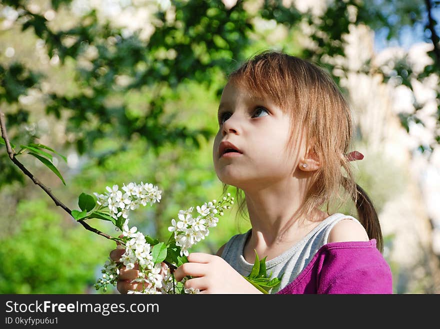 Tree, Branch, Woody Plant, Plant